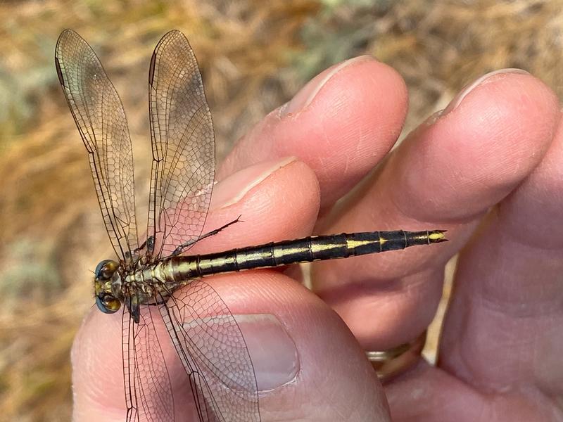 Photo of Dusky Clubtail