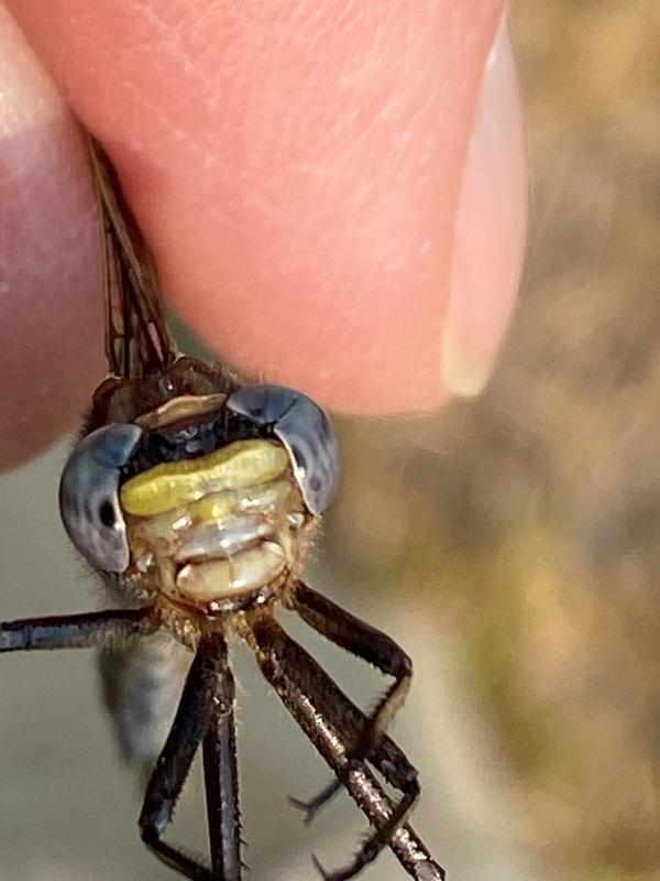 Photo of Dusky Clubtail