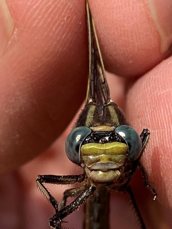 Photo of Dusky Clubtail