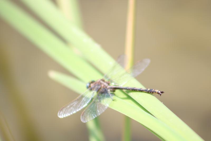 Photo of Dusky Clubtail