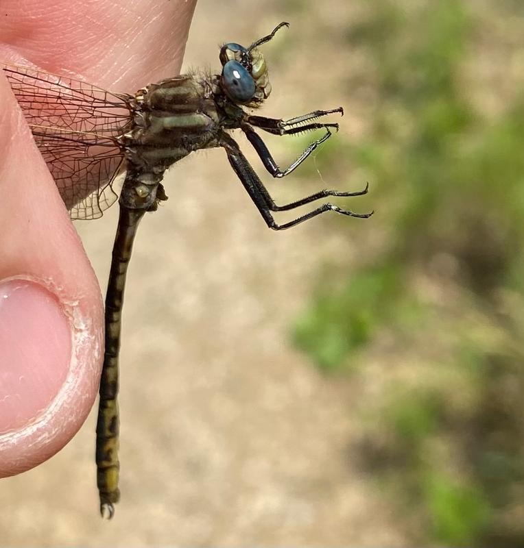 Photo of Dusky Clubtail