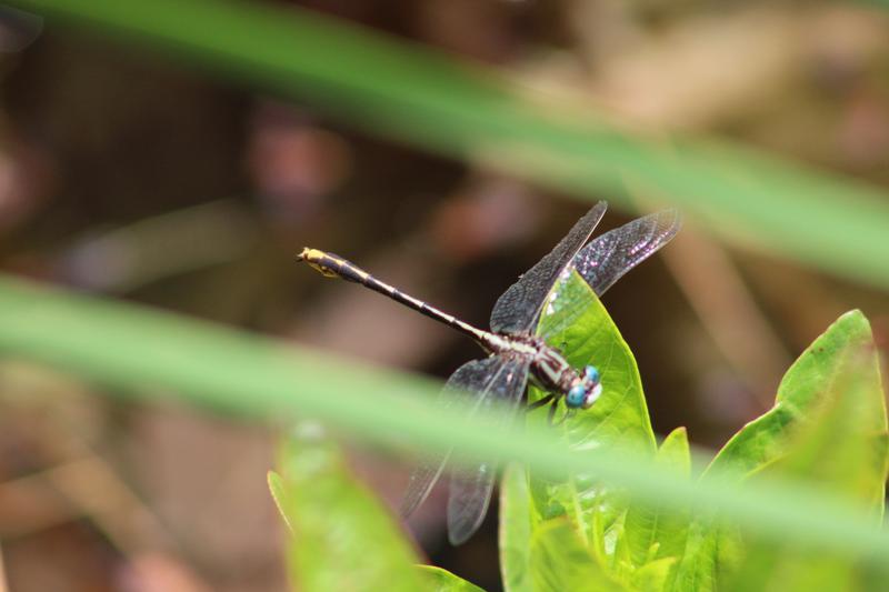 Photo of Lancet Clubtail