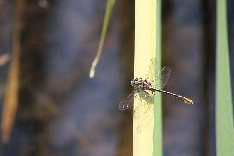 Photo of Lancet Clubtail