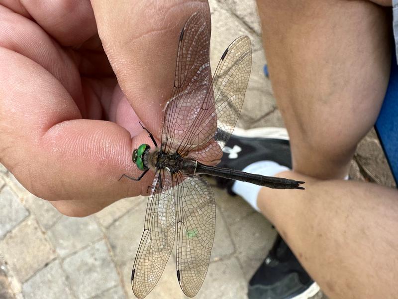 Photo of American Emerald