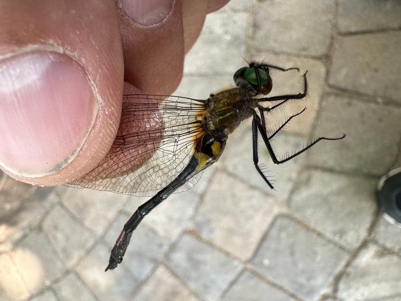 Photo of Racket-tailed Emerald