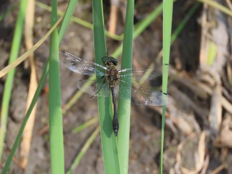 Photo of Racket-tailed Emerald