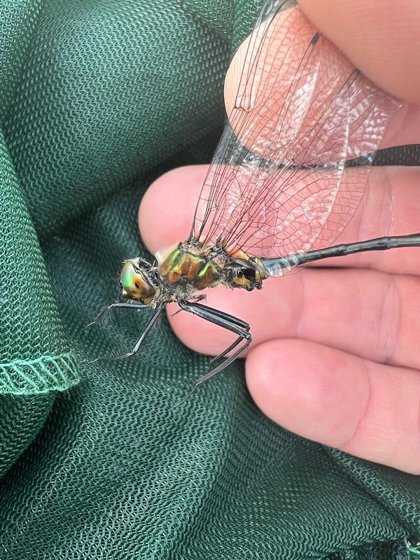 Photo of Racket-tailed Emerald