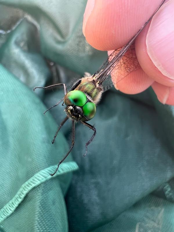 Photo of Racket-tailed Emerald