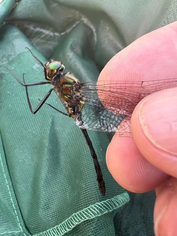 Photo of Racket-tailed Emerald