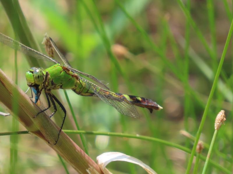 Photo of Eastern Pondhawk