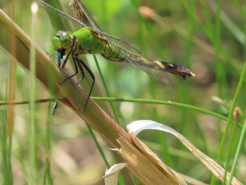 Photo of Eastern Pondhawk