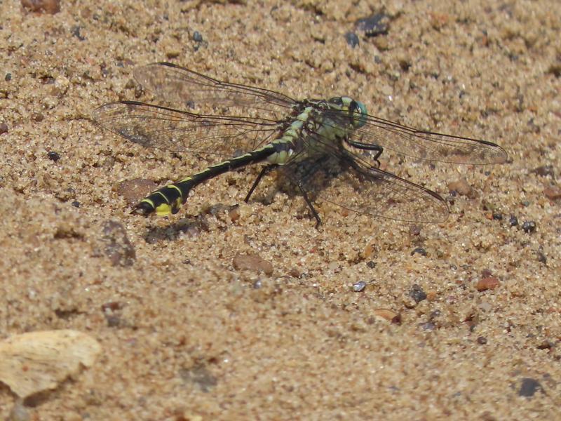 Photo of Midland Clubtail