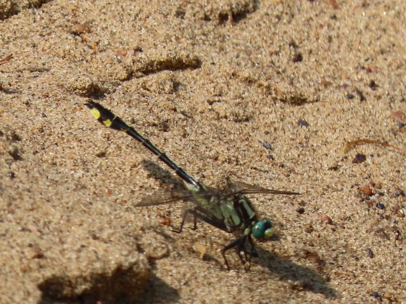 Photo of Midland Clubtail