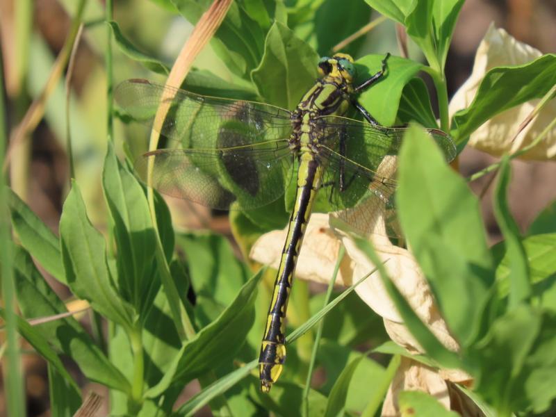 Photo of Midland Clubtail