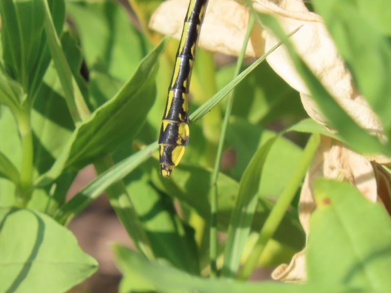 Photo of Midland Clubtail