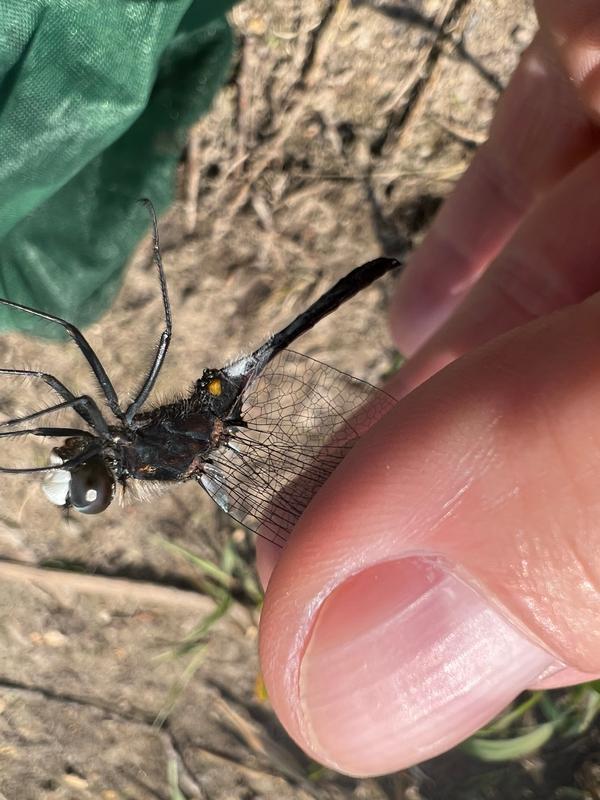 Photo of Dot-tailed Whiteface