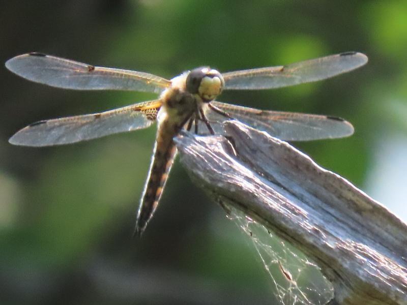 Photo of Four-spotted Skimmer