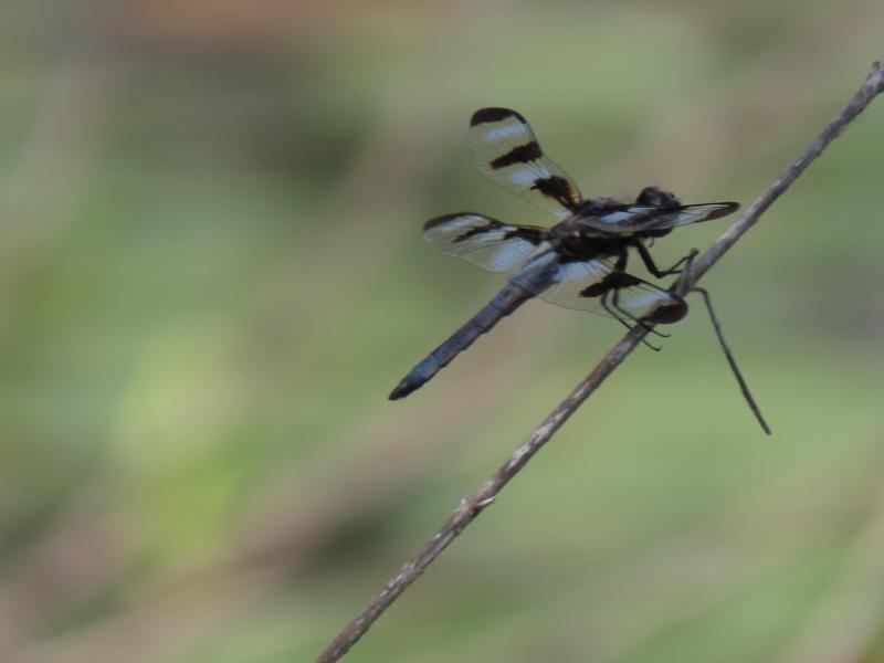 Photo of Twelve-spotted Skimmer