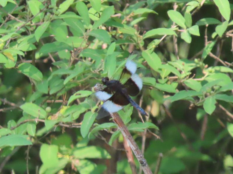 Photo of Widow Skimmer