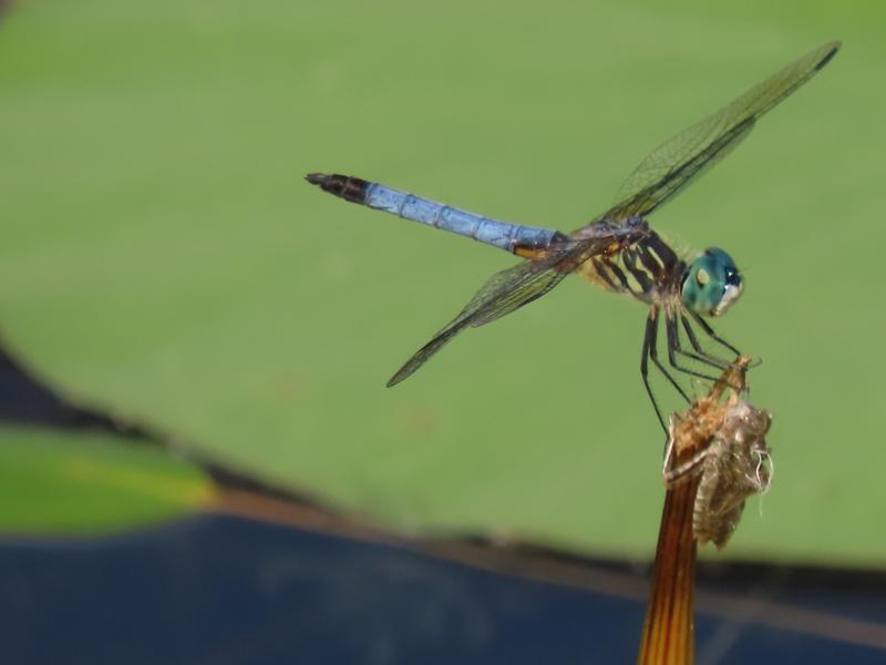 Photo of Blue Dasher