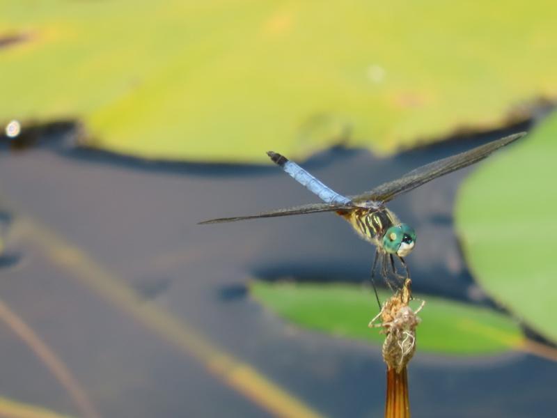 Photo of Blue Dasher