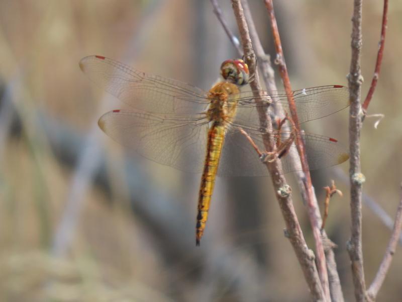 Photo of Wandering Glider