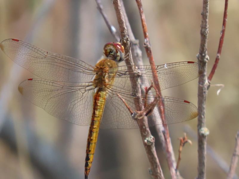 Photo of Wandering Glider