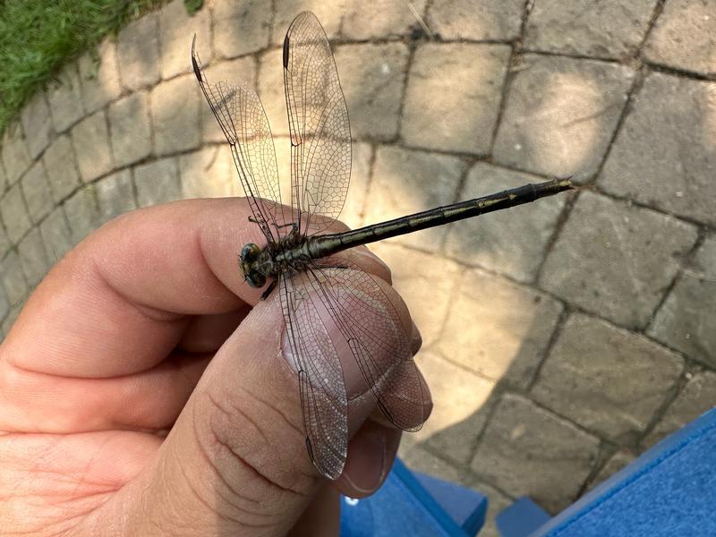 Photo of Ashy Clubtail