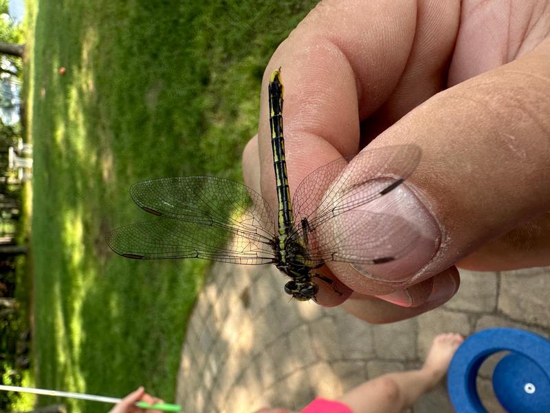 Photo of Lancet Clubtail