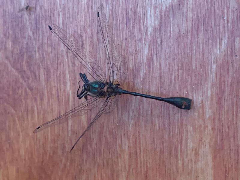 Photo of Racket-tailed Emerald