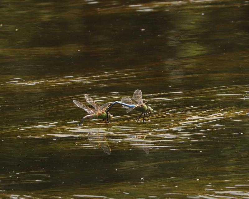 Photo of Common Green Darner