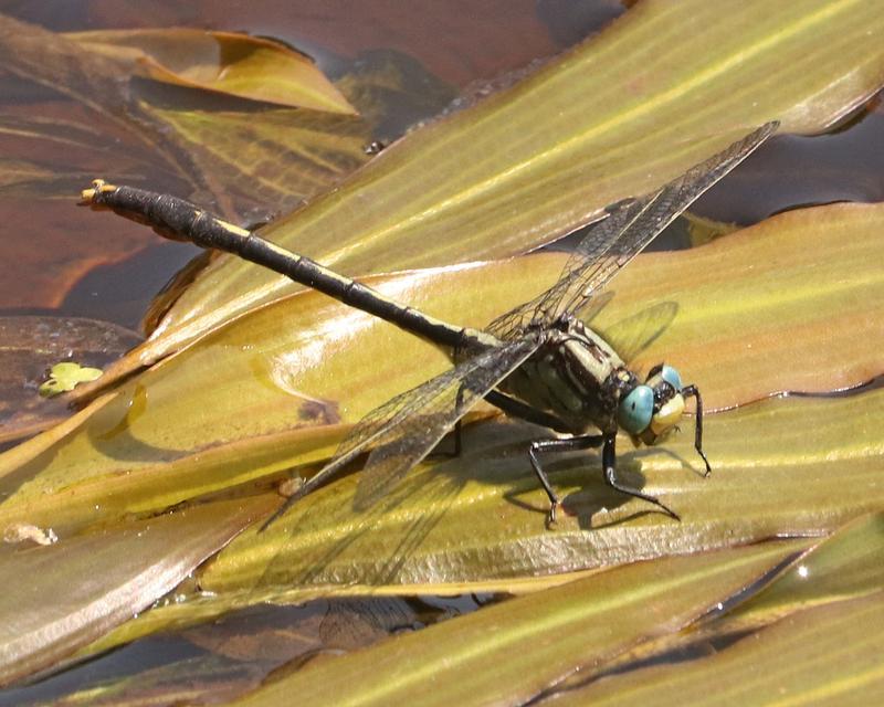 Photo of Lilypad Clubtail