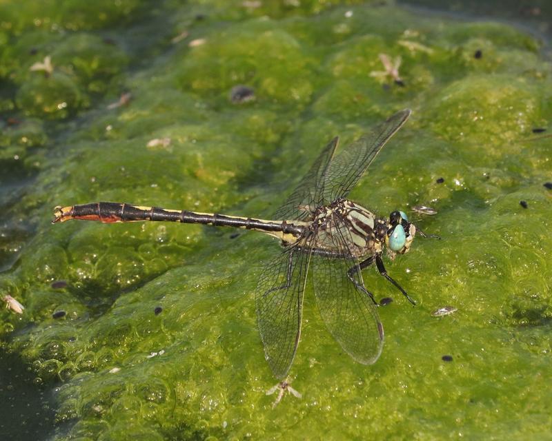Photo of Lilypad Clubtail