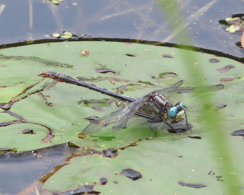 Photo of Lilypad Clubtail