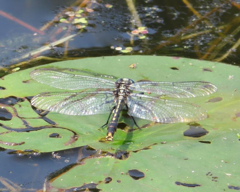 Photo of Lilypad Clubtail