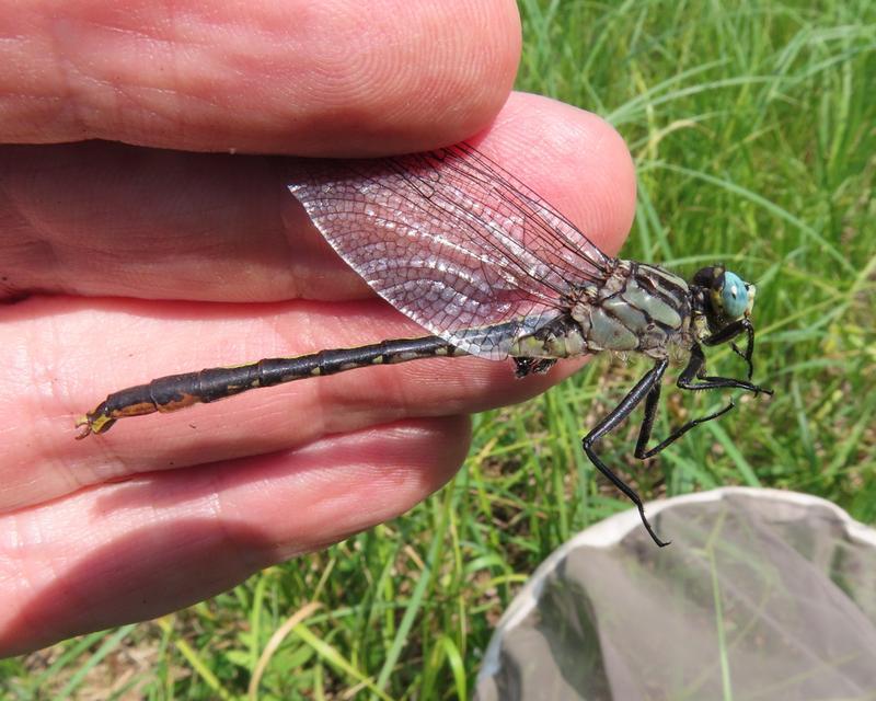 Photo of Lilypad Clubtail