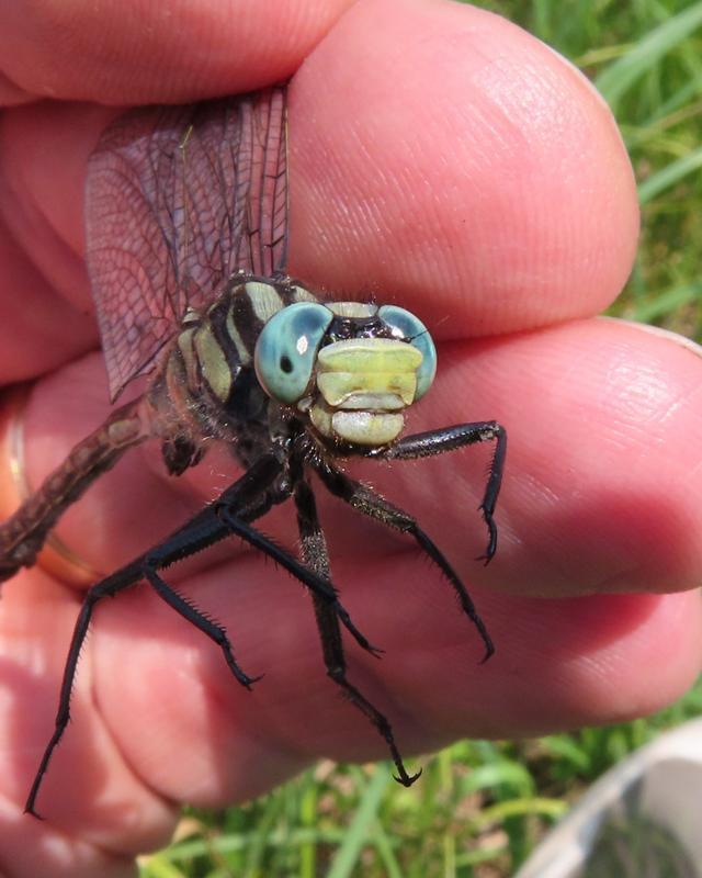 Photo of Lilypad Clubtail