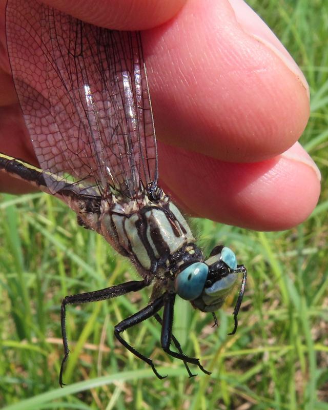 Photo of Lilypad Clubtail