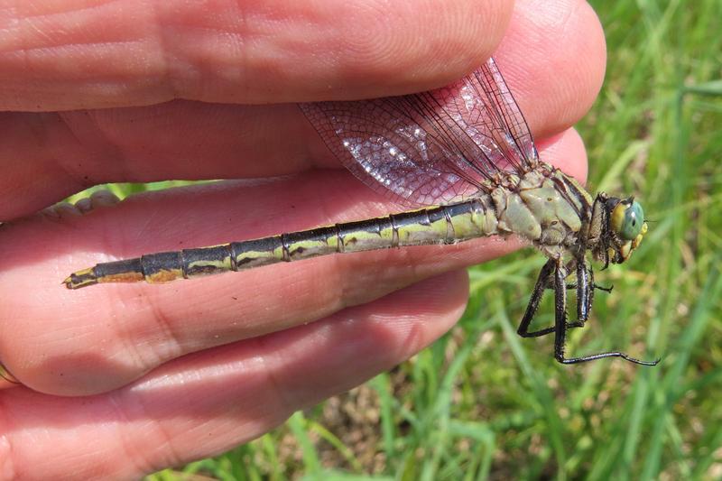 Photo of Lilypad Clubtail