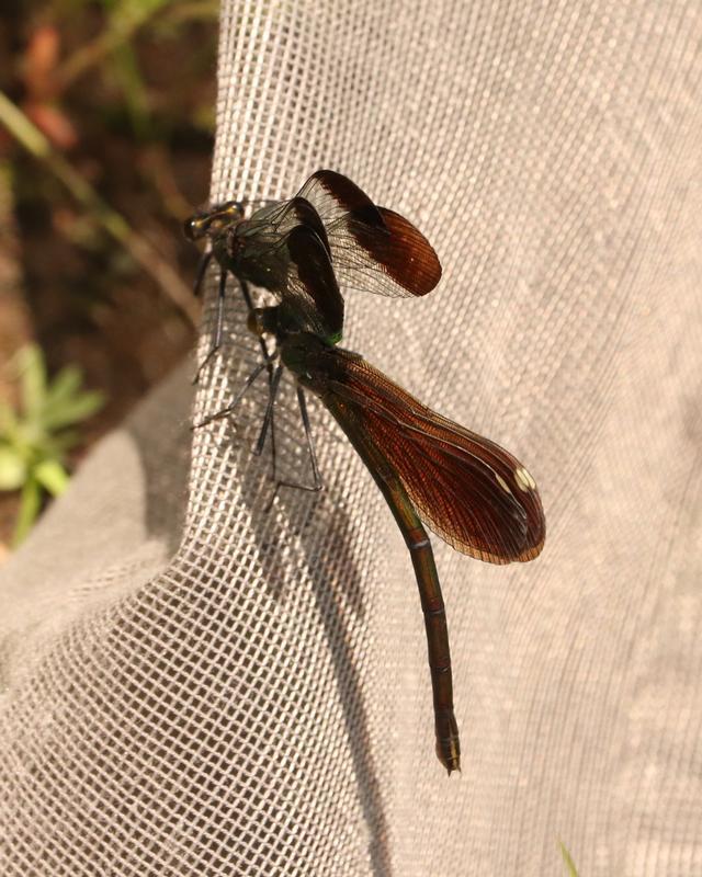 Photo of River Jewelwing