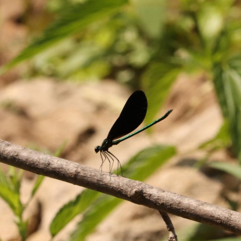 Photo of Ebony Jewelwing