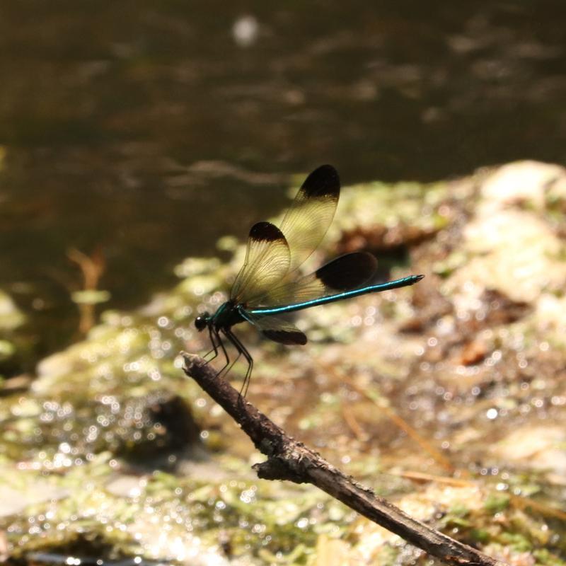 Photo of River Jewelwing