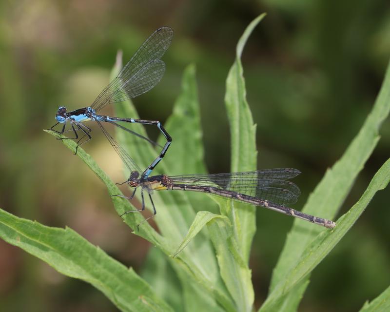 Photo of Aurora Damsel