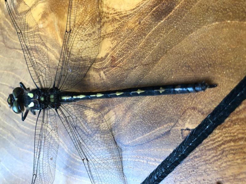 Photo of Arrowhead Spiketail