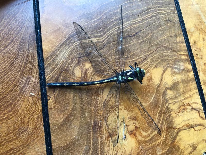 Photo of Arrowhead Spiketail