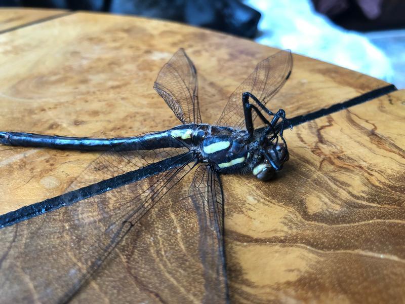 Photo of Arrowhead Spiketail