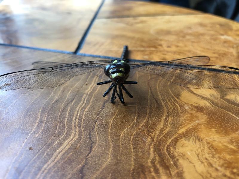 Photo of Arrowhead Spiketail