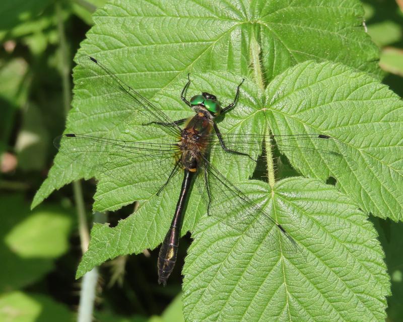 Photo of Racket-tailed Emerald