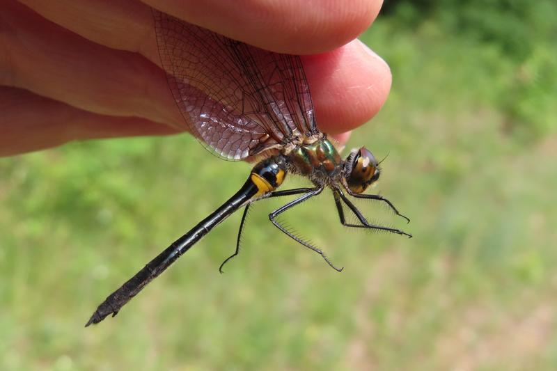 Photo of Racket-tailed Emerald