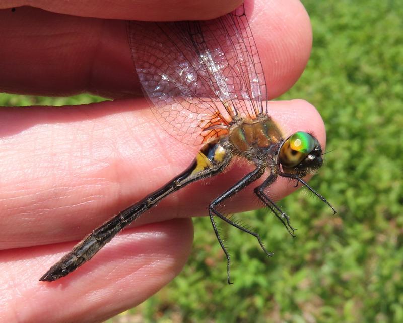 Photo of Racket-tailed Emerald